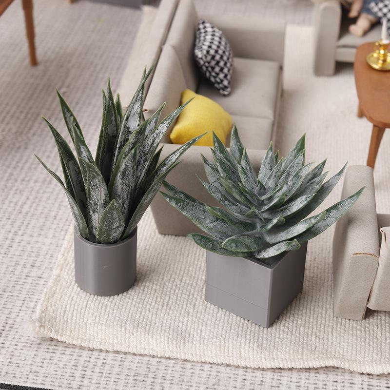 زينة نبات الصبار المصغر في وعا - مراجعة Aloe Vera Pot وسعره