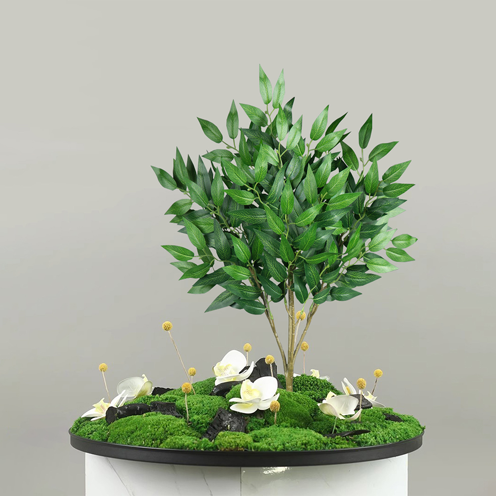 42-64 سنتيمتر طويل القامة نبات - مراجعة Dracaena Marginata وسعره