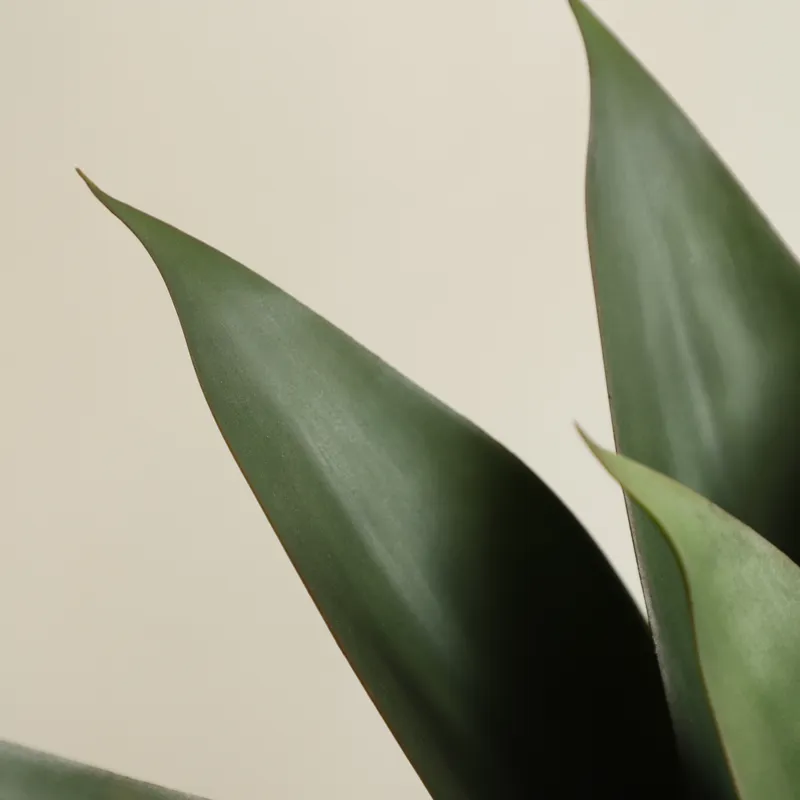 نبات الصبار الاصطناعي في وعاء، - مراجعة Aloe Vera Pot وسعره